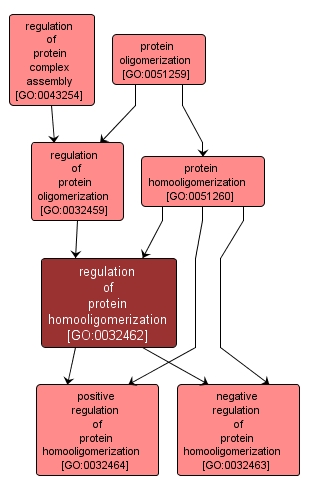 GO:0032462 - regulation of protein homooligomerization (interactive image map)
