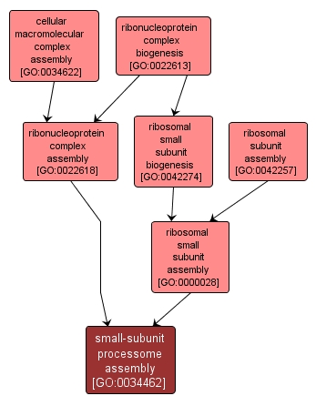 GO:0034462 - small-subunit processome assembly (interactive image map)