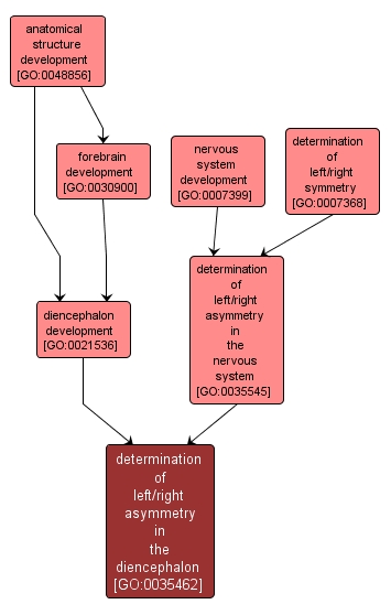 GO:0035462 - determination of left/right asymmetry in the diencephalon (interactive image map)