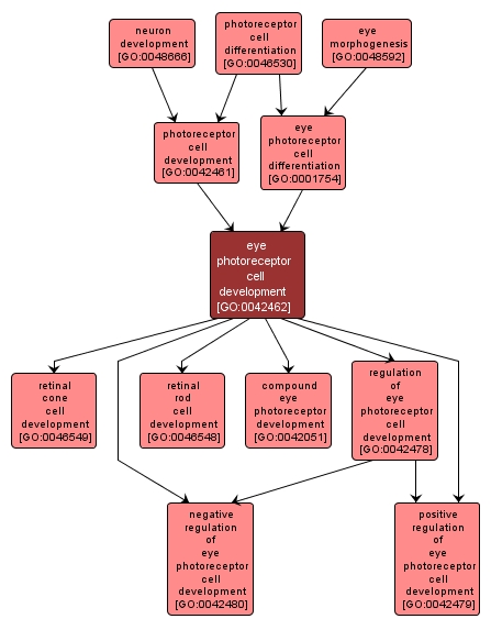 GO:0042462 - eye photoreceptor cell development (interactive image map)