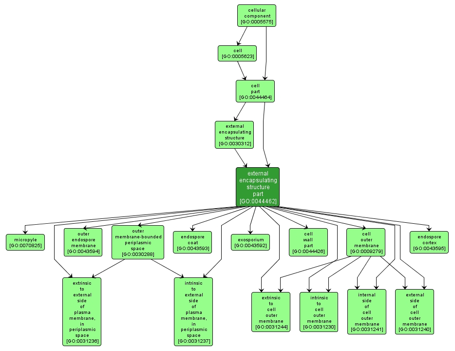 GO:0044462 - external encapsulating structure part (interactive image map)