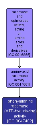 GO:0047462 - phenylalanine racemase (ATP-hydrolyzing) activity (interactive image map)