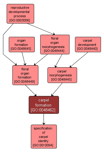 GO:0048462 - carpel formation (interactive image map)