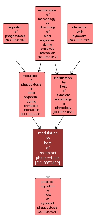 GO:0052462 - modulation by host of symbiont phagocytosis (interactive image map)