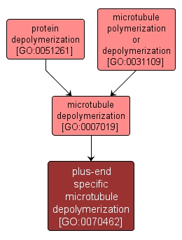 GO:0070462 - plus-end specific microtubule depolymerization (interactive image map)