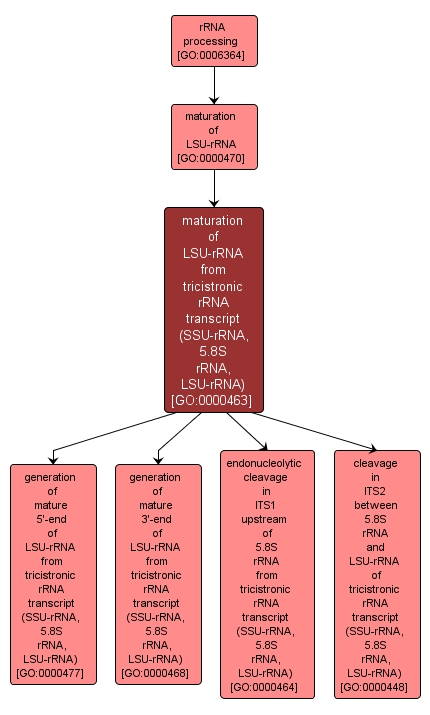 GO:0000463 - maturation of LSU-rRNA from tricistronic rRNA transcript (SSU-rRNA, 5.8S rRNA, LSU-rRNA) (interactive image map)