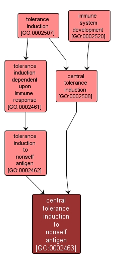 GO:0002463 - central tolerance induction to nonself antigen (interactive image map)