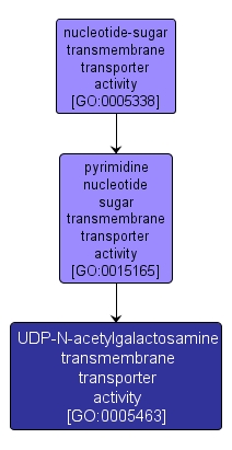 GO:0005463 - UDP-N-acetylgalactosamine transmembrane transporter activity (interactive image map)