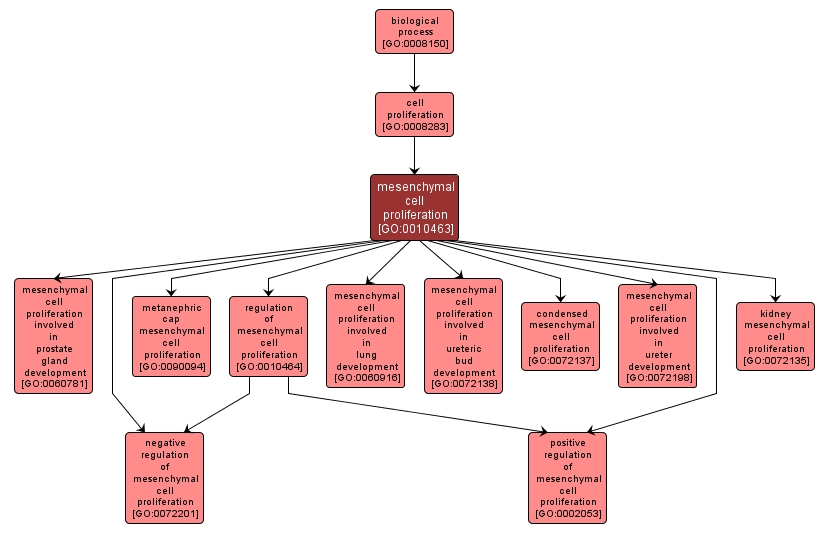 GO:0010463 - mesenchymal cell proliferation (interactive image map)