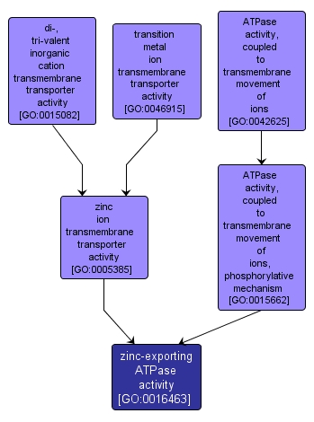 GO:0016463 - zinc-exporting ATPase activity (interactive image map)