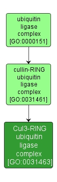 GO:0031463 - Cul3-RING ubiquitin ligase complex (interactive image map)