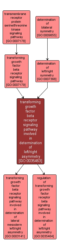 GO:0035463 - transforming growth factor beta receptor signaling pathway involved in determination of left/right asymmetry (interactive image map)
