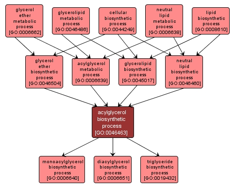 GO:0046463 - acylglycerol biosynthetic process (interactive image map)