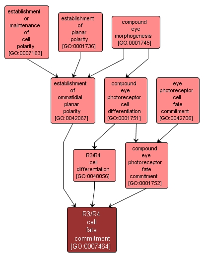 GO:0007464 - R3/R4 cell fate commitment (interactive image map)