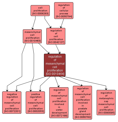 GO:0010464 - regulation of mesenchymal cell proliferation (interactive image map)