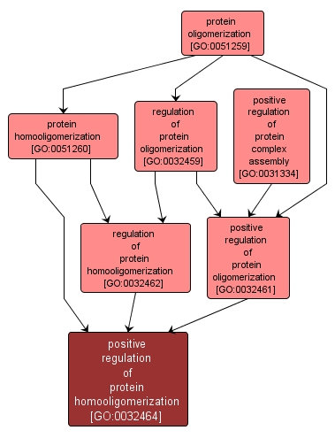 GO:0032464 - positive regulation of protein homooligomerization (interactive image map)