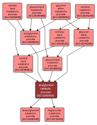 GO:0046464 - acylglycerol catabolic process (interactive image map)