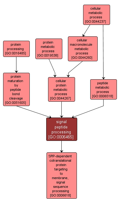 GO:0006465 - signal peptide processing (interactive image map)