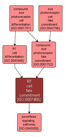 GO:0007465 - R7 cell fate commitment (interactive image map)