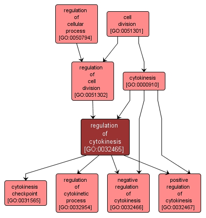 GO:0032465 - regulation of cytokinesis (interactive image map)