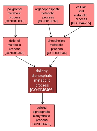 GO:0046465 - dolichyl diphosphate metabolic process (interactive image map)
