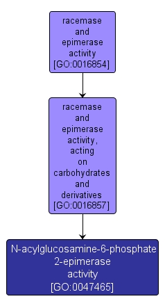 GO:0047465 - N-acylglucosamine-6-phosphate 2-epimerase activity (interactive image map)