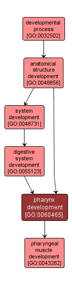 GO:0060465 - pharynx development (interactive image map)