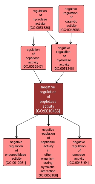 GO:0010466 - negative regulation of peptidase activity (interactive image map)