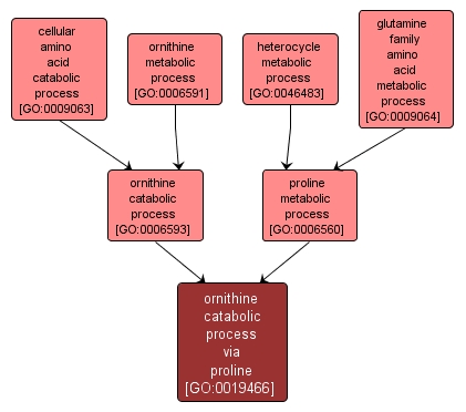 GO:0019466 - ornithine catabolic process via proline (interactive image map)