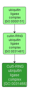 GO:0031466 - Cul5-RING ubiquitin ligase complex (interactive image map)