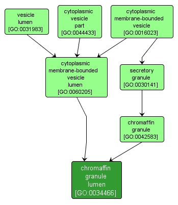 GO:0034466 - chromaffin granule lumen (interactive image map)