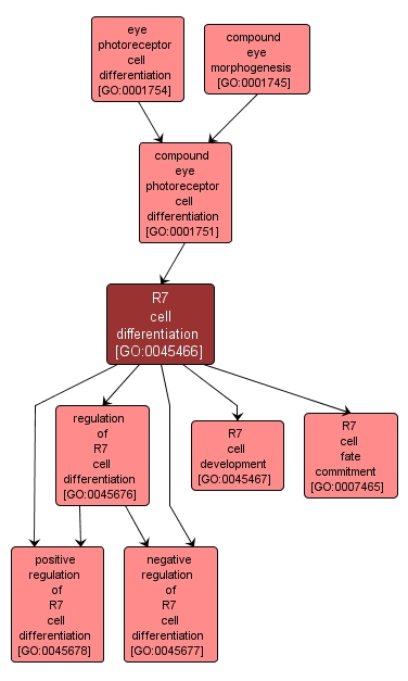 GO:0045466 - R7 cell differentiation (interactive image map)