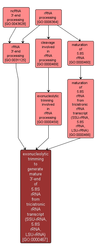 GO:0000467 - exonucleolytic trimming to generate mature 3'-end of 5.8S rRNA from tricistronic rRNA transcript (SSU-rRNA, 5.8S rRNA, LSU-rRNA) (interactive image map)