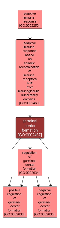 GO:0002467 - germinal center formation (interactive image map)