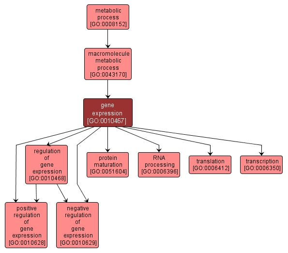 GO:0010467 - gene expression (interactive image map)