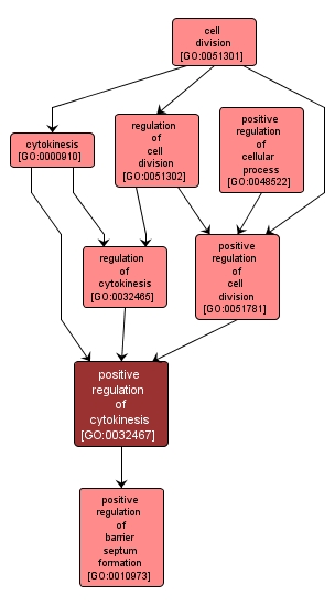 GO:0032467 - positive regulation of cytokinesis (interactive image map)