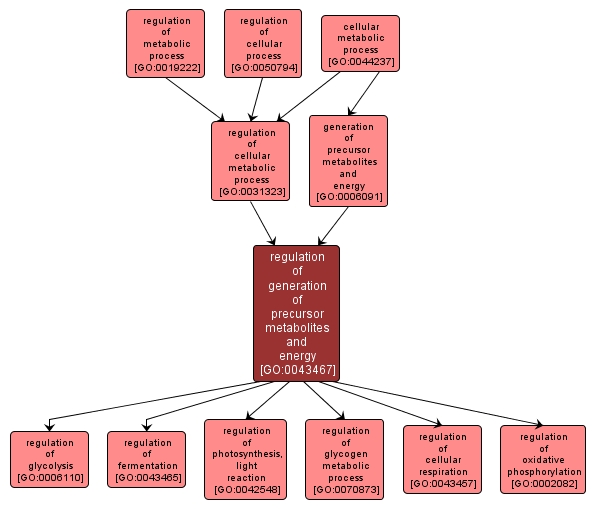 GO:0043467 - regulation of generation of precursor metabolites and energy (interactive image map)