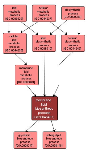 GO:0046467 - membrane lipid biosynthetic process (interactive image map)