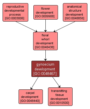 GO:0048467 - gynoecium development (interactive image map)