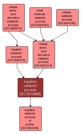 GO:0019468 - nopaline catabolic process (interactive image map)