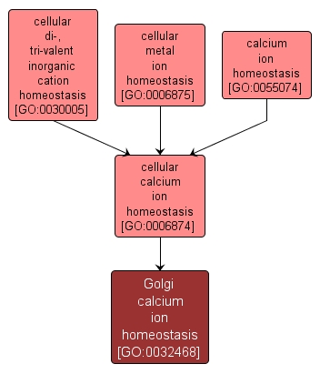 GO:0032468 - Golgi calcium ion homeostasis (interactive image map)