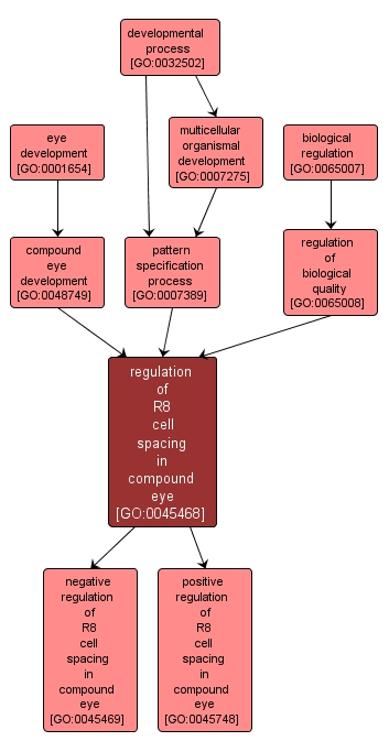 GO:0045468 - regulation of R8 cell spacing in compound eye (interactive image map)