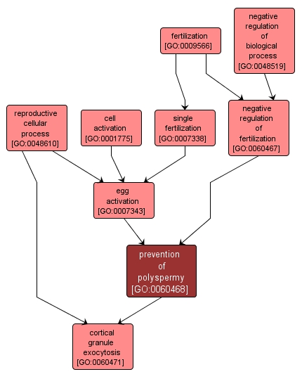 GO:0060468 - prevention of polyspermy (interactive image map)