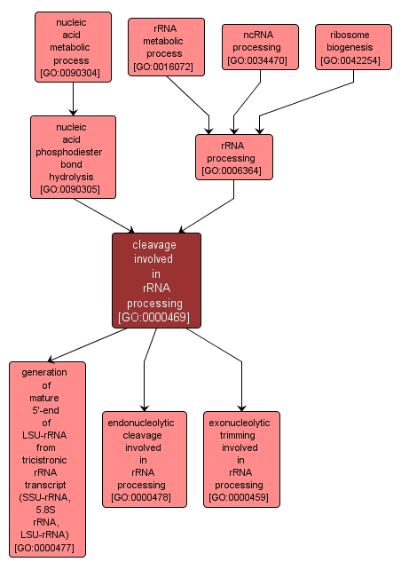 GO:0000469 - cleavage involved in rRNA processing (interactive image map)