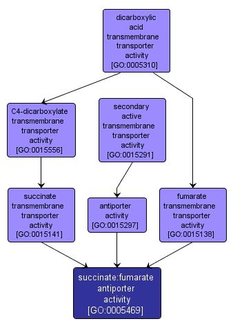 GO:0005469 - succinate:fumarate antiporter activity (interactive image map)