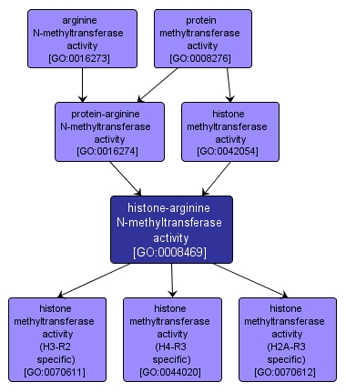 GO:0008469 - histone-arginine N-methyltransferase activity (interactive image map)