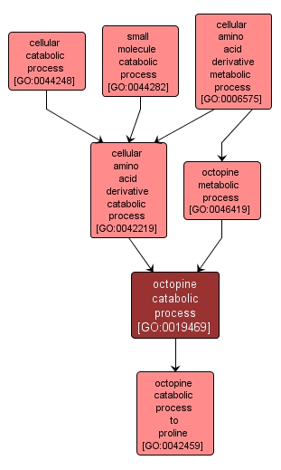 GO:0019469 - octopine catabolic process (interactive image map)