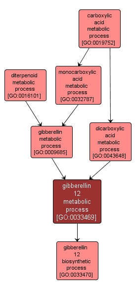 GO:0033469 - gibberellin 12 metabolic process (interactive image map)
