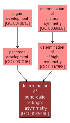 GO:0035469 - determination of pancreatic left/right asymmetry (interactive image map)