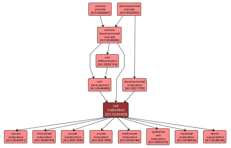 GO:0048469 - cell maturation (interactive image map)